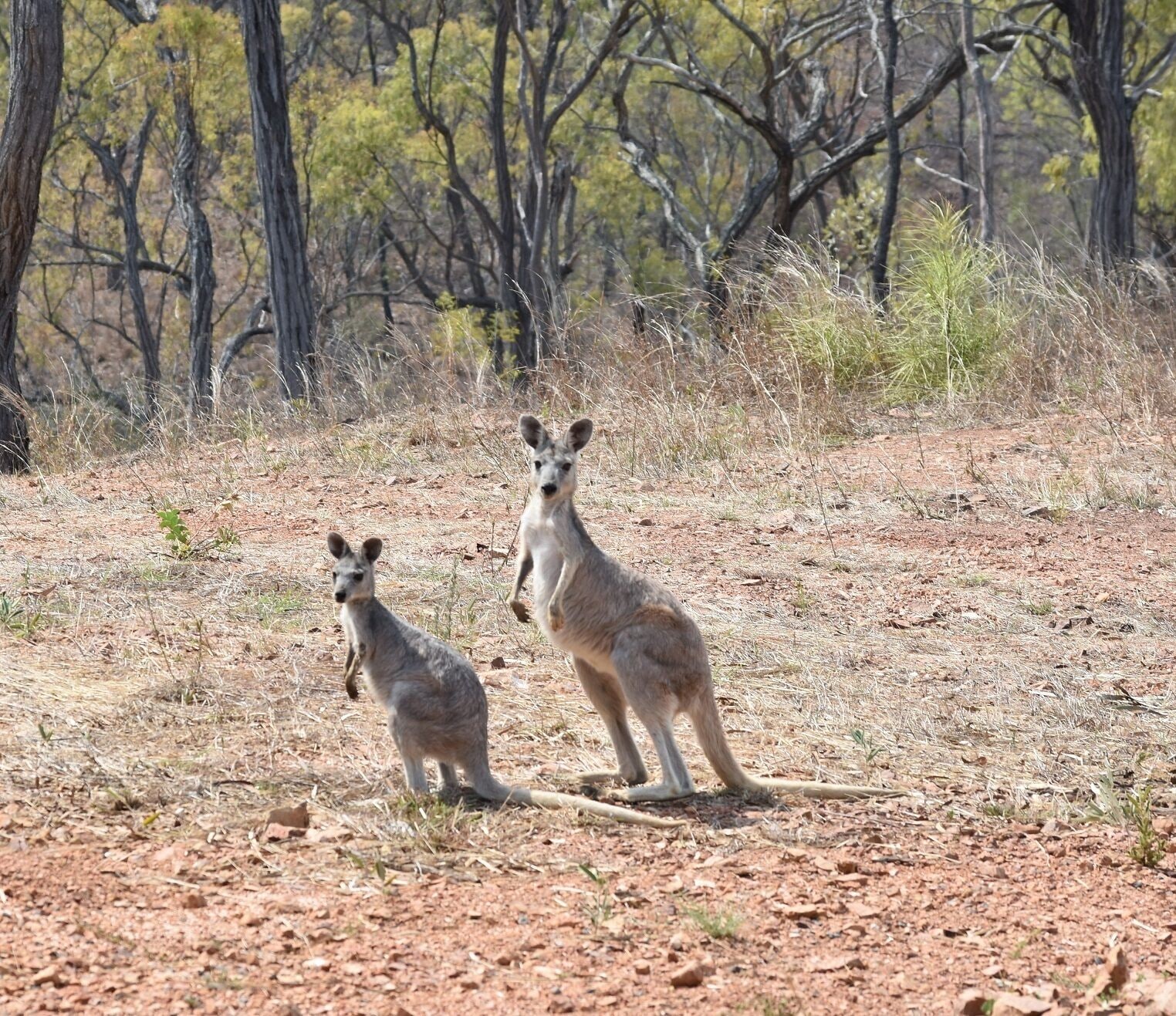 Ironbark House Dimbulah: Boutique Two Bedroom House looking over the Outback