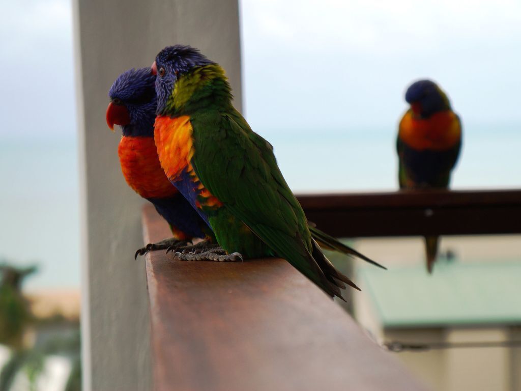 Lorikeet Lodge-private Tropical Hideaway-panoramic Views-pool and Mtrs to Beach