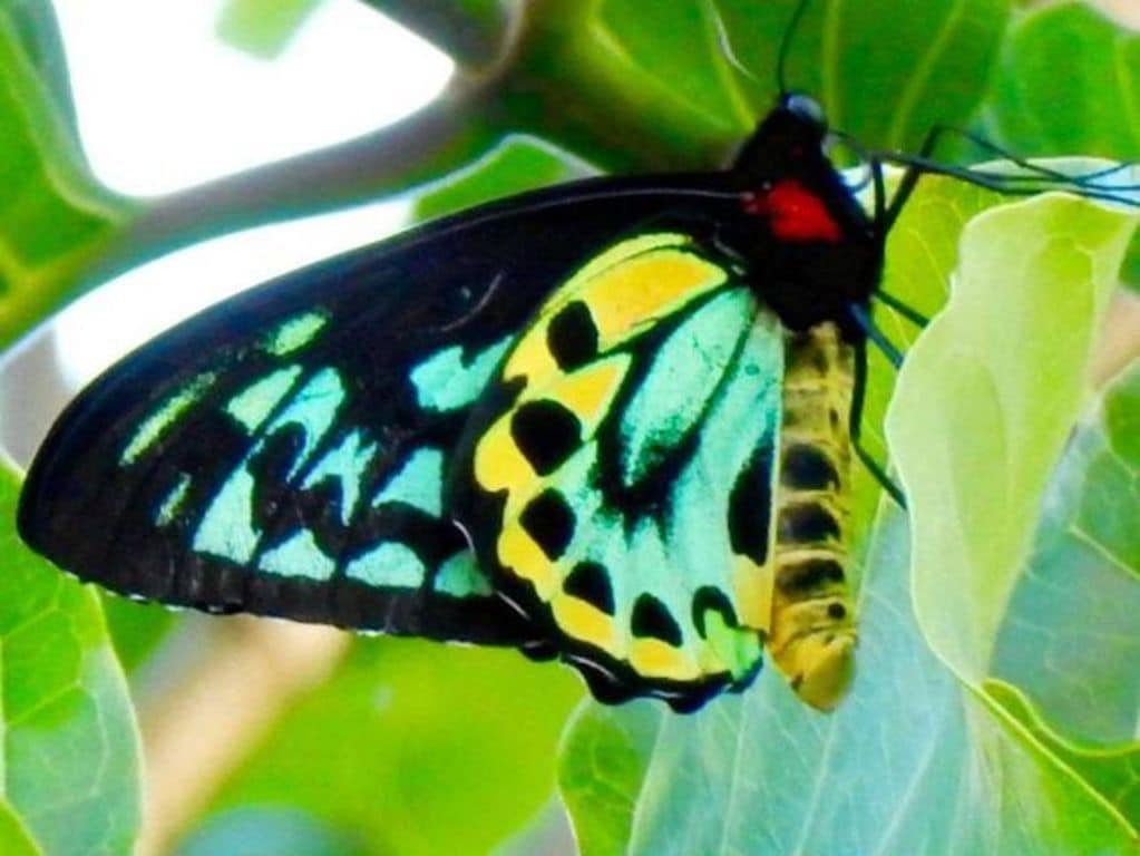 Butterfly Studio Whitsundays