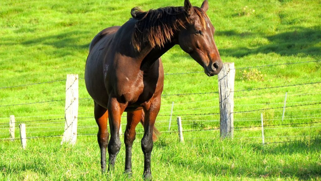 Maleny Springs Farm - Luxurious House on 100 Acres