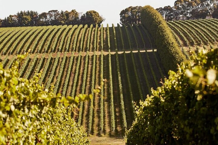 Barossa Valley Intimate Winery Tour via Adelaide Hills by Private Limo