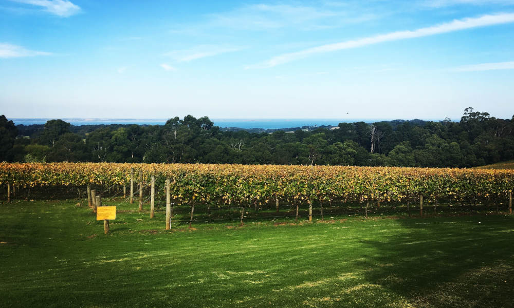 Mornington Peninsula Winery Bus Tour including Lunch and Glass of Wine