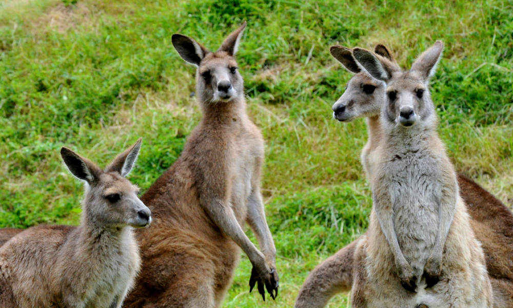 Healesville Sanctuary and Phillip Island Wildlife Park Tour