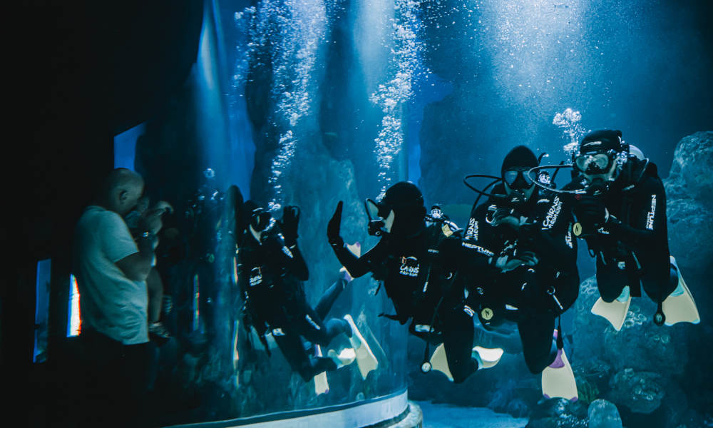Dive with the Sharks at Cairns Aquarium