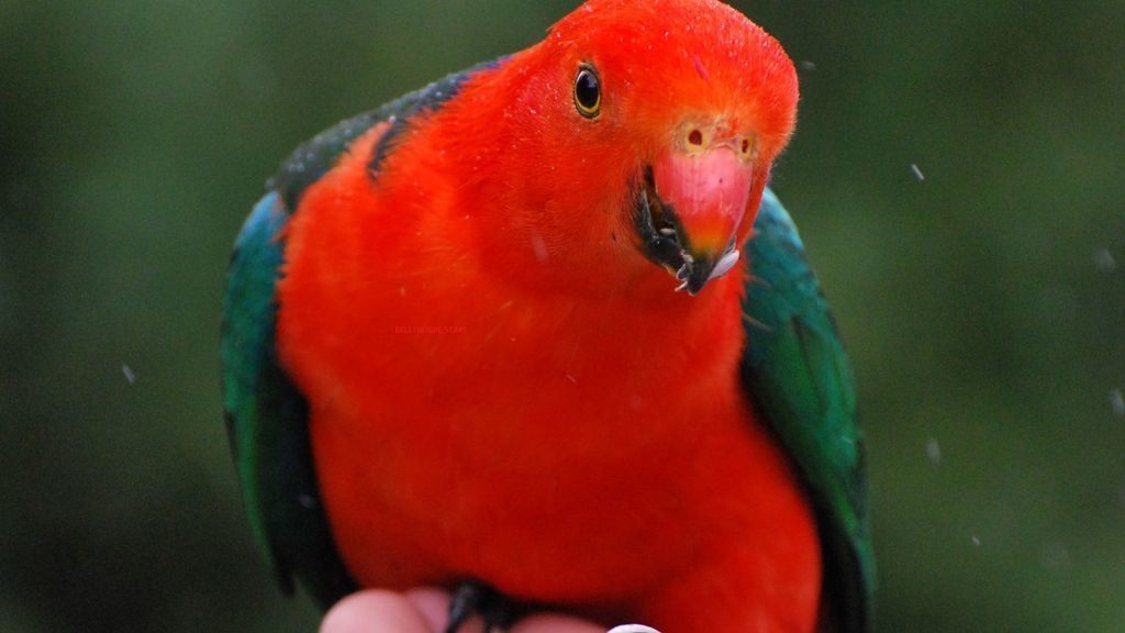 Bowerbird Cabin - Waterfalls, Rainforest, Wildlife, Walk Tracks and Birds