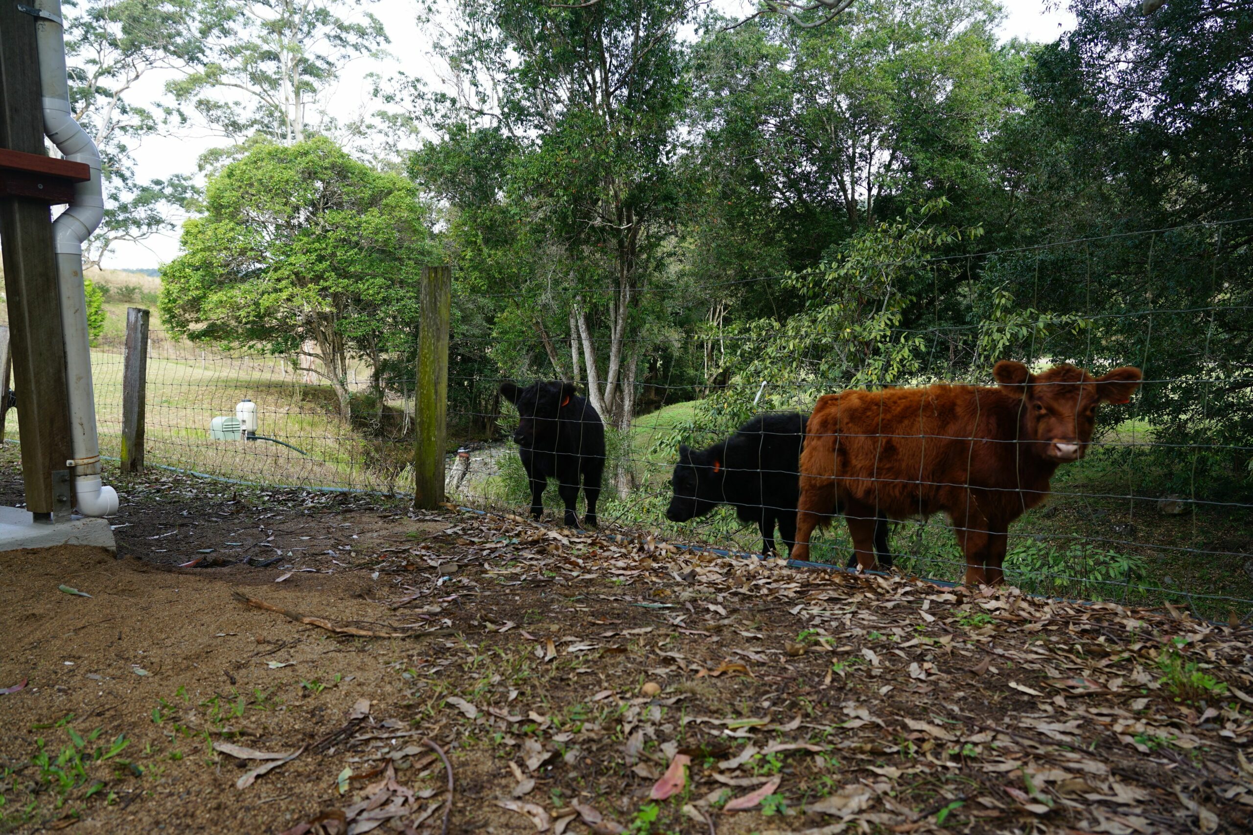 Family Escape, Animal Lovers