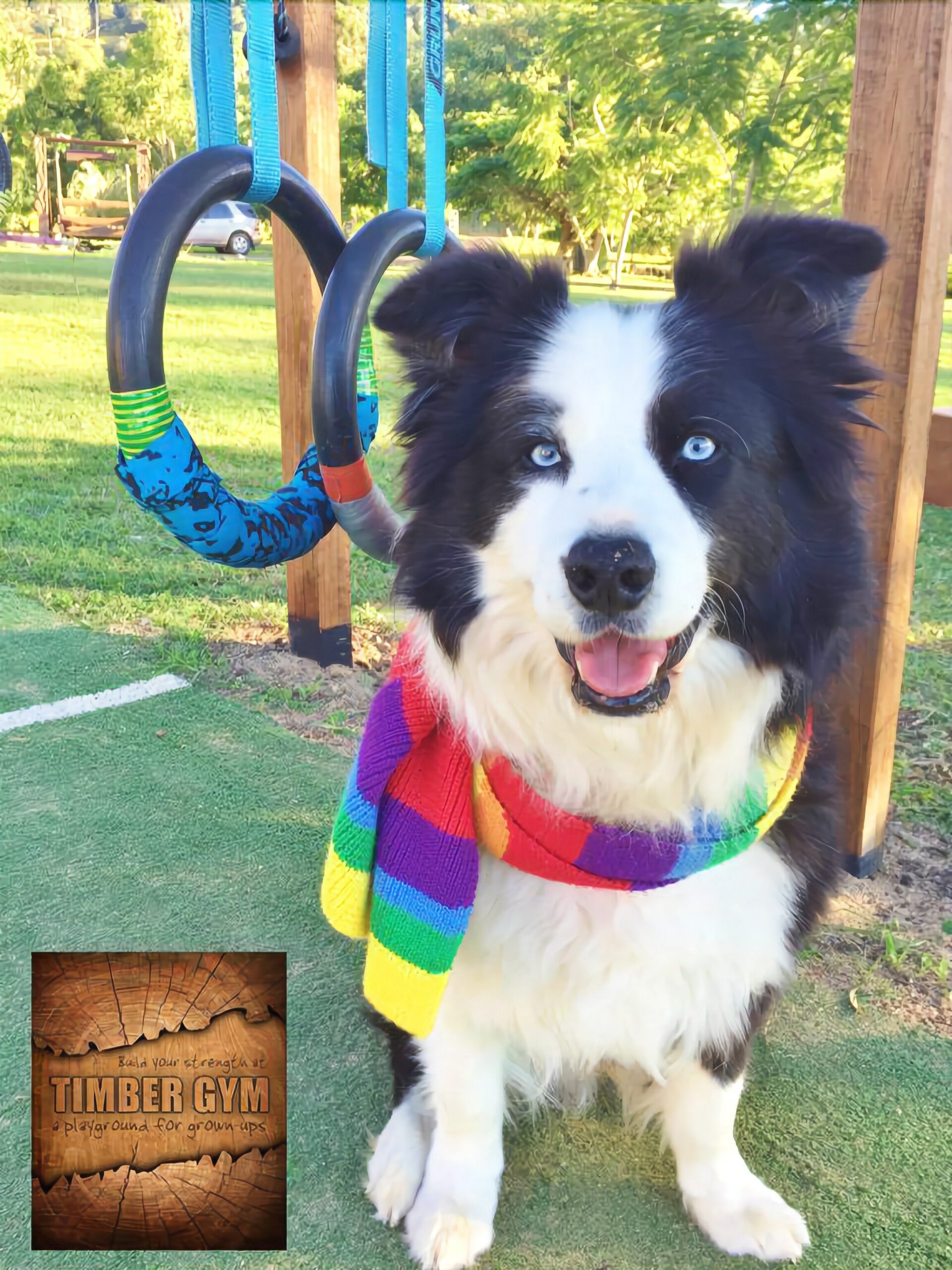 Pet Friendly Timber Gym Cabin