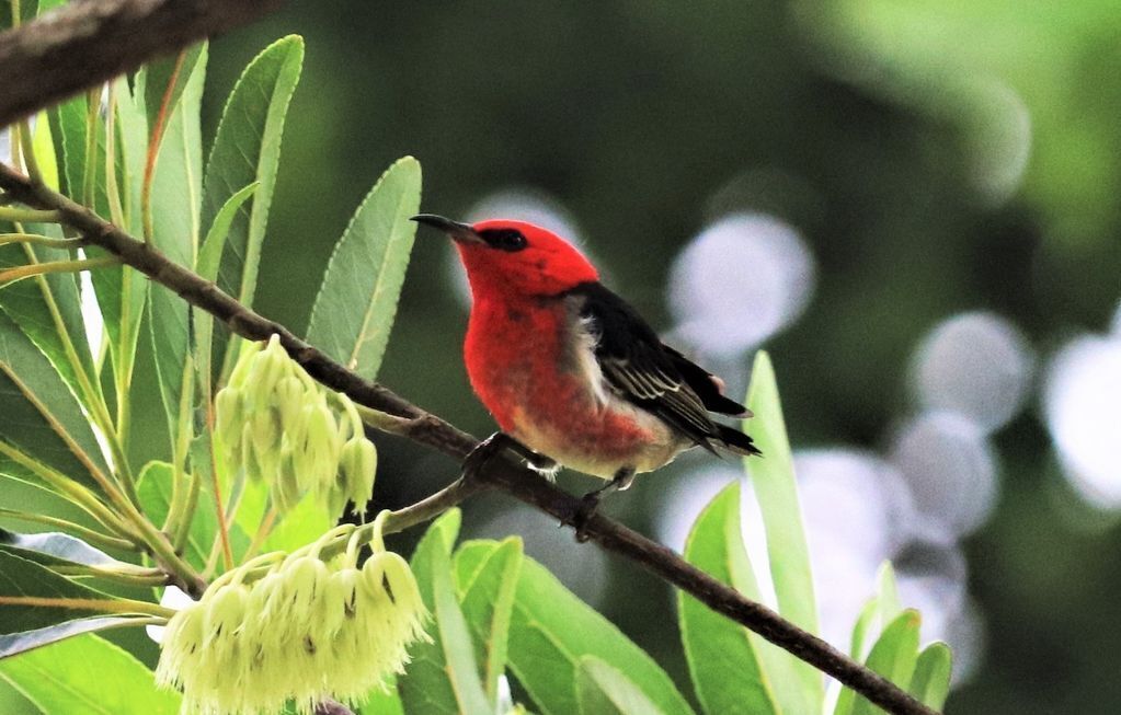 Birdwing cabin - waterfalls, rainforest, wildlife, walking tracks, wilderness