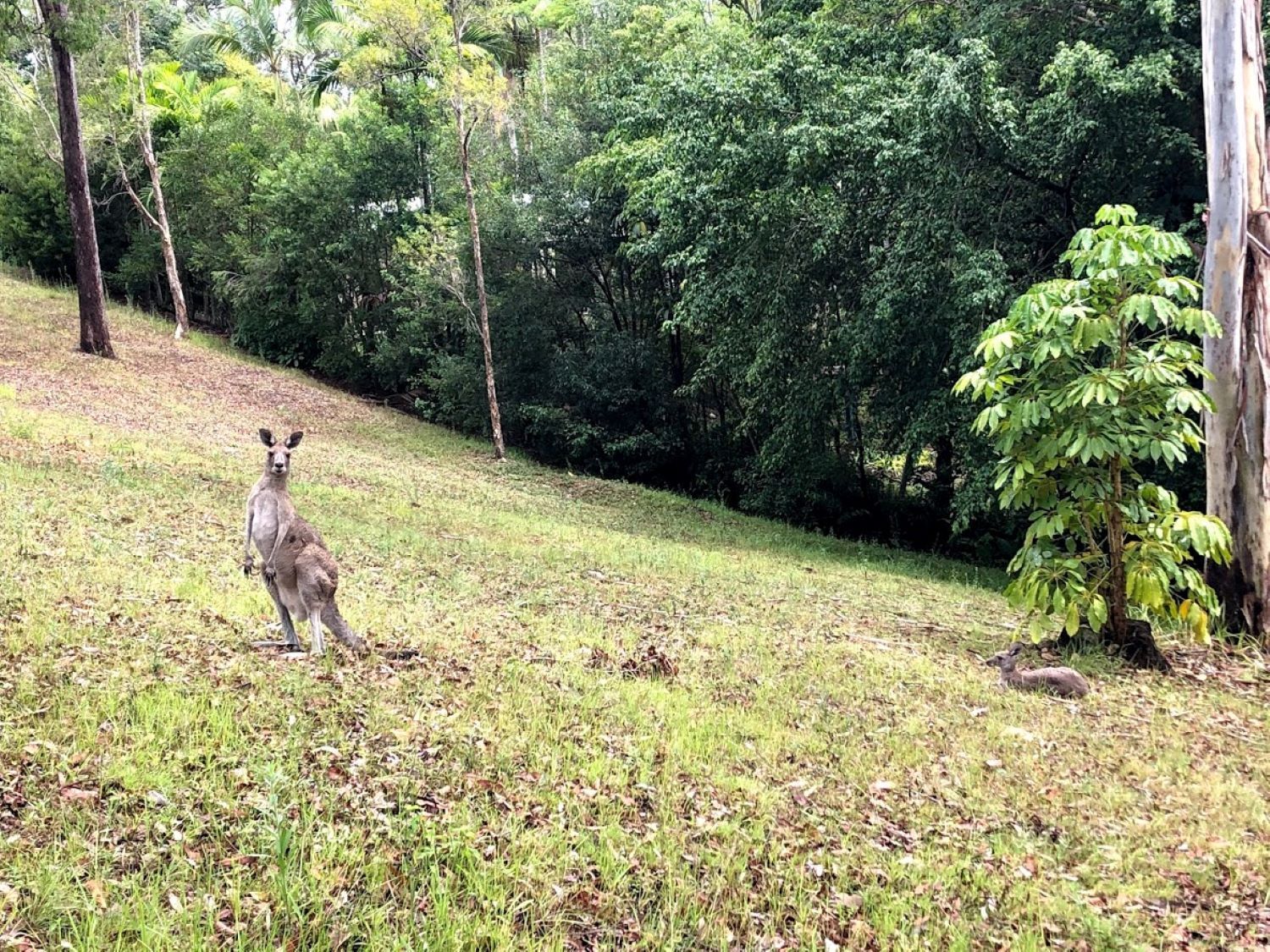 Noosa Hinterland acreage close to Coolum beach