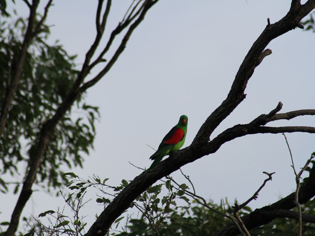 Kookaburra House