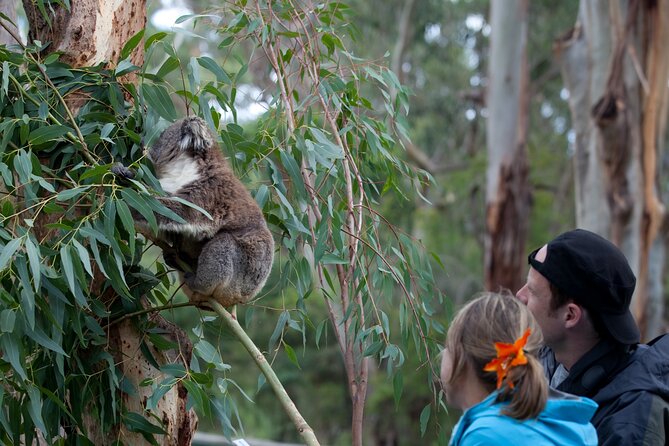 3 Day Private Tour Of Phillip Island, Great Ocean Road & Mornington Peninsula