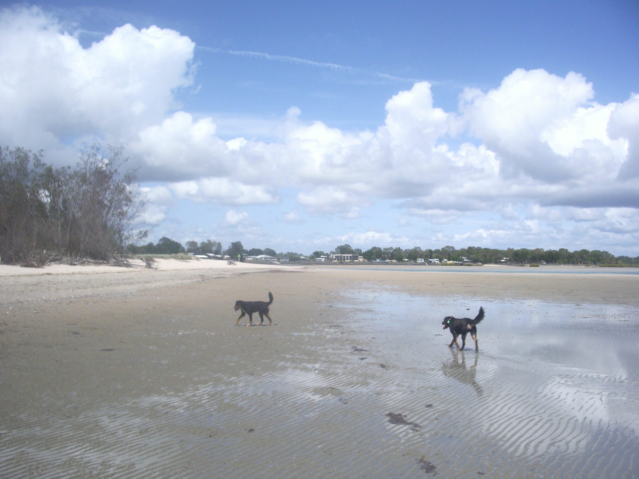 Beachfront pet and Wheelchair Friendly House