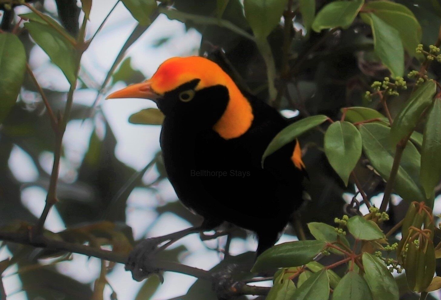 Whipbird Cabin - Waterfalls, Walking Tracks, Rainforest, Farming, Pooch Allowed