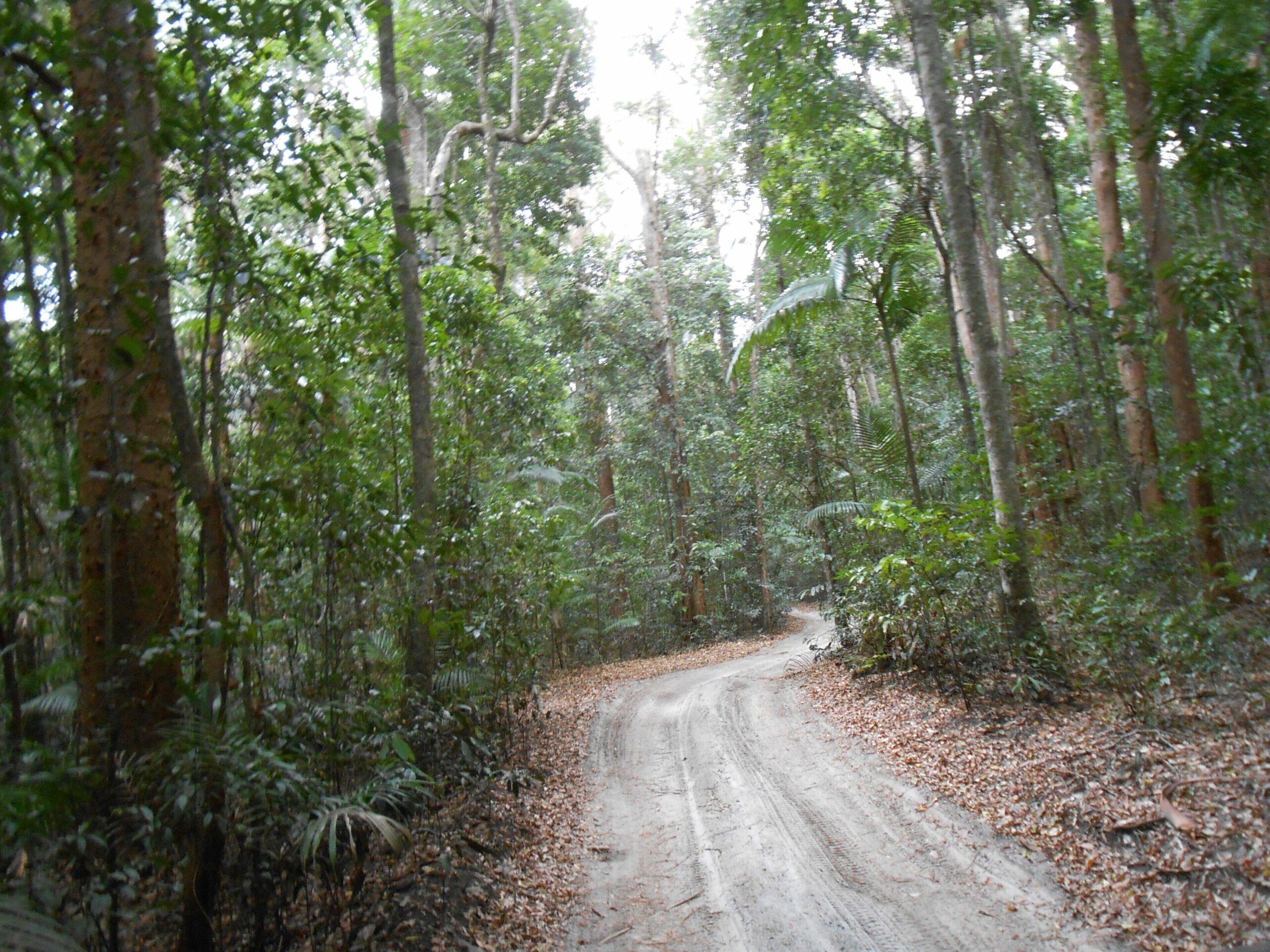 Hornblowers on Fraser Island. Eurong Second Valley close to Ocean Beach.