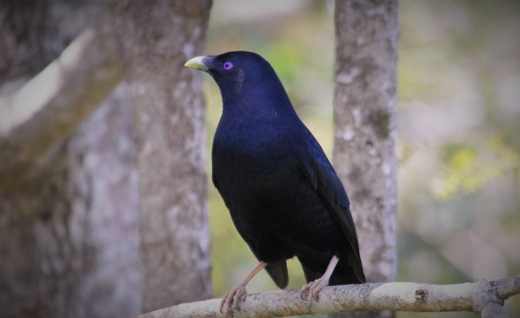 Bowerbird Cabin - Waterfalls, Rainforest, Wildlife, Walk Tracks and Birds