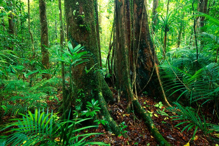 Daintree Rainforest,Cape Tribulation,Mossman Gorge Small-Group from Port Douglas