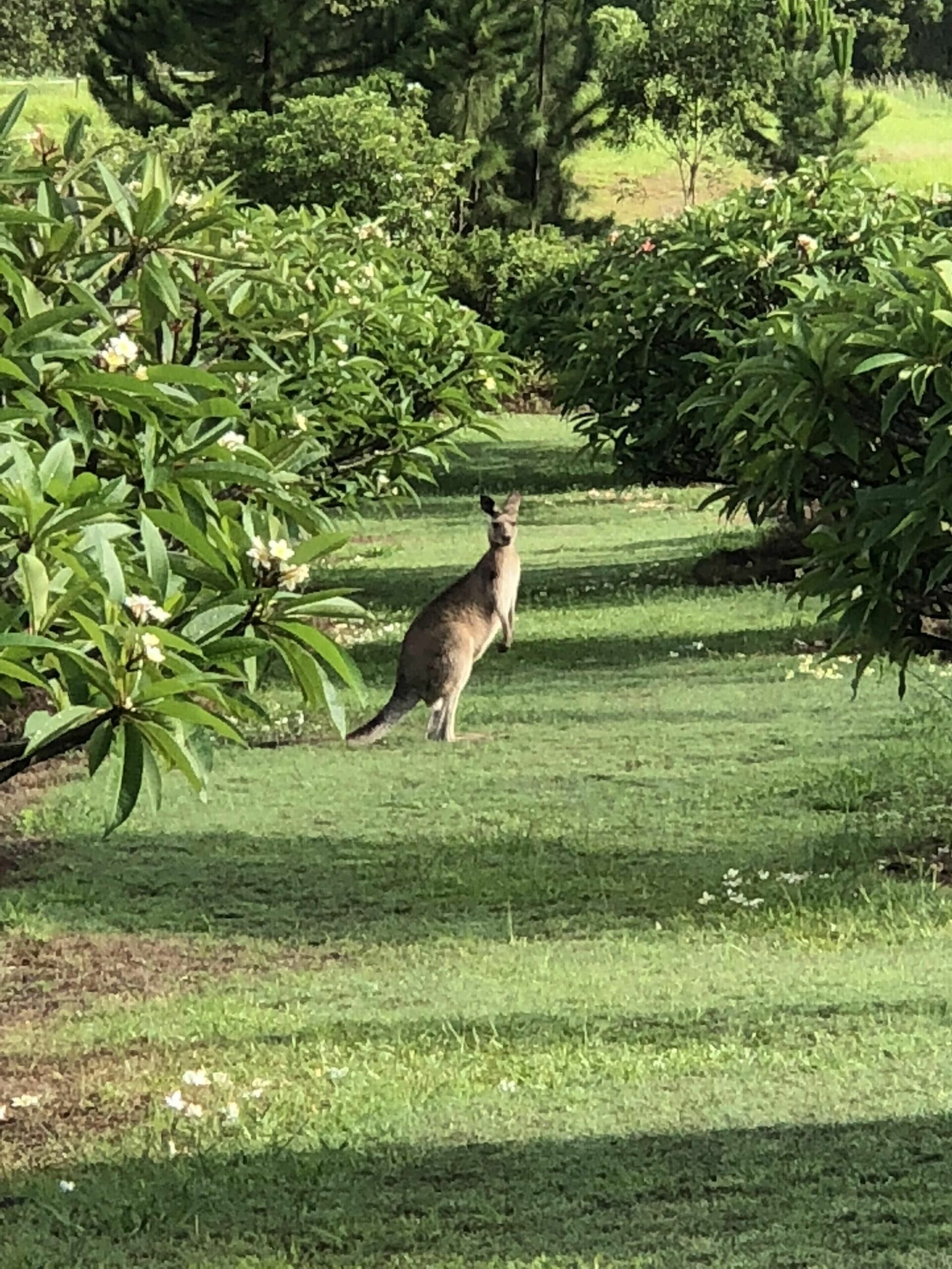 The Frangipani Farm - luxury accommodation on the Sunshine Coast