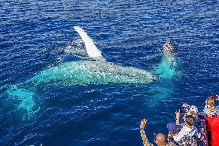 Full-Day Whale Sharks Swimming Experience on Ningaloo Reef
