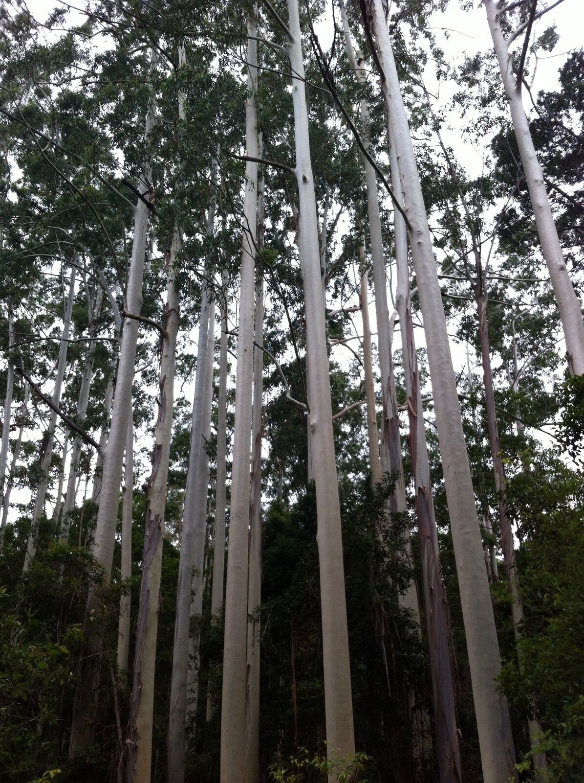 Hornblowers on Fraser Island. Eurong Second Valley close to Ocean Beach.