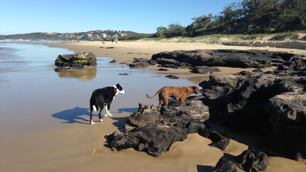 Billy's Beach Retreat-coolum Beach- Pet Friendly Home-linen Included-free Wi-fi