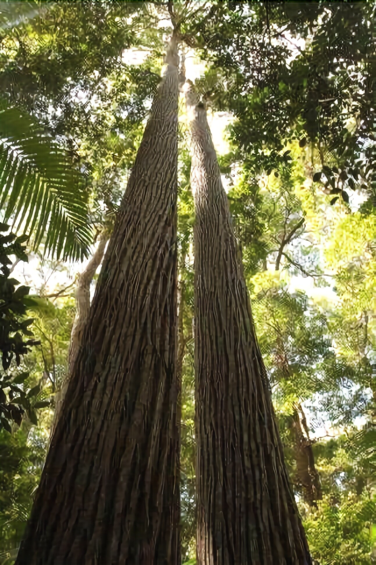 Fraser Island, My Island Home. Sleeps 14