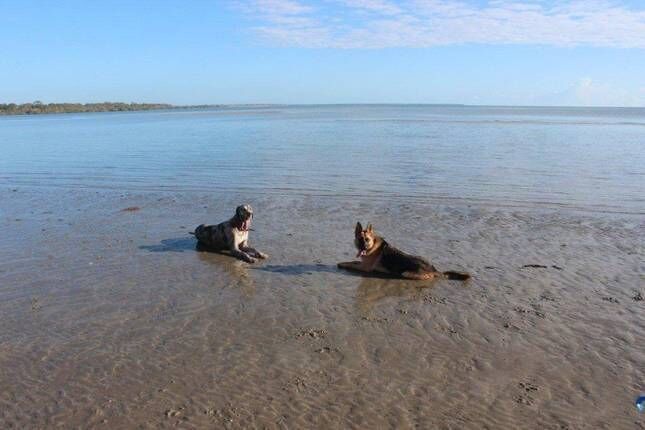 Beach Hound