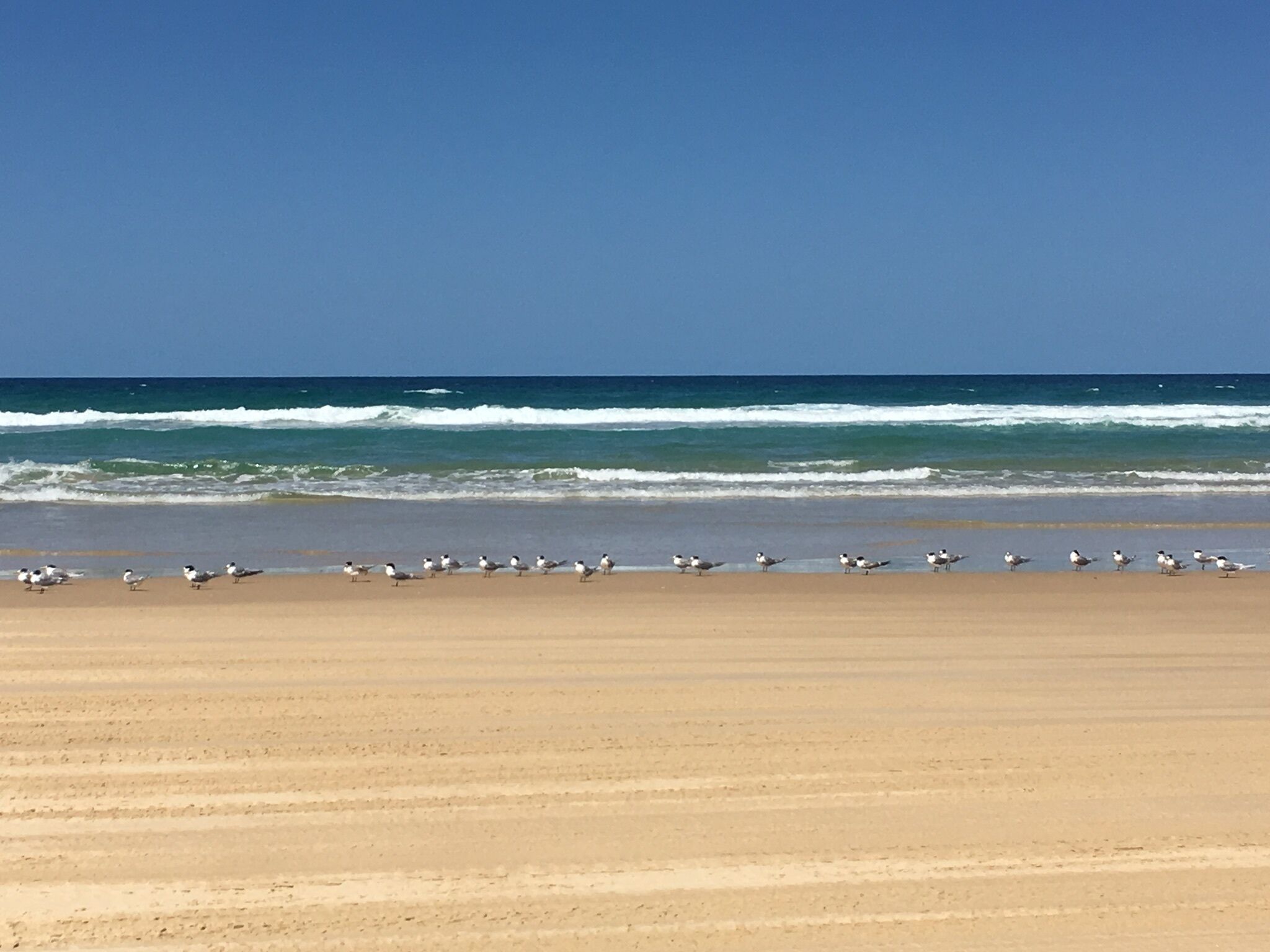 Hornblowers on Fraser Island. Eurong Second Valley close to Ocean Beach.