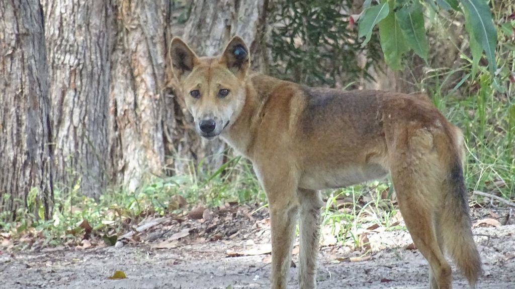 Apurla Island Retreat - Fraser Island