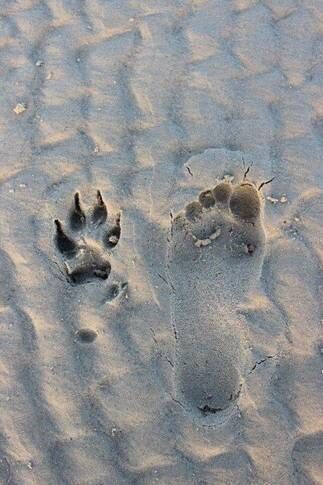 Beach Hound