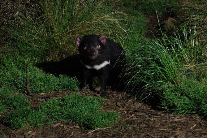 After Dark Tasmanian Devil Feeding Tour at Cradle Mountain, Australia