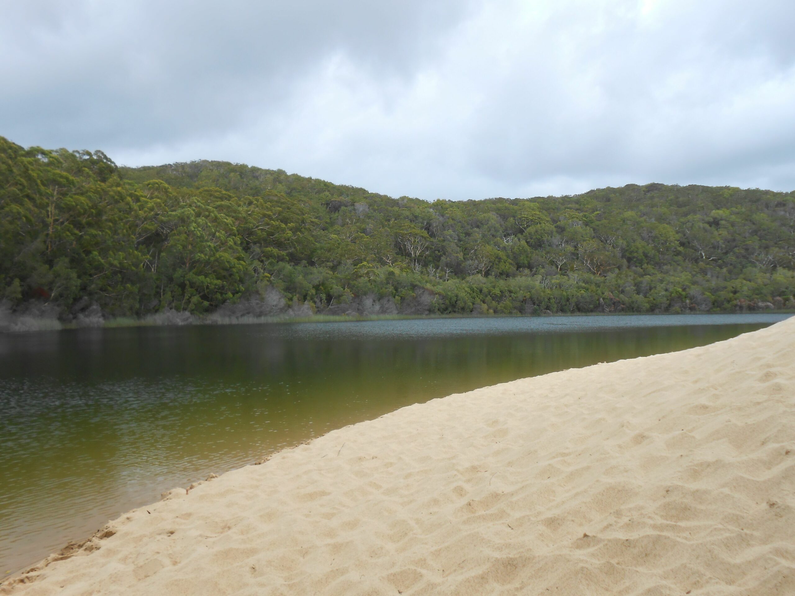 Hornblowers on Fraser Island. Eurong Second Valley close to Ocean Beach.