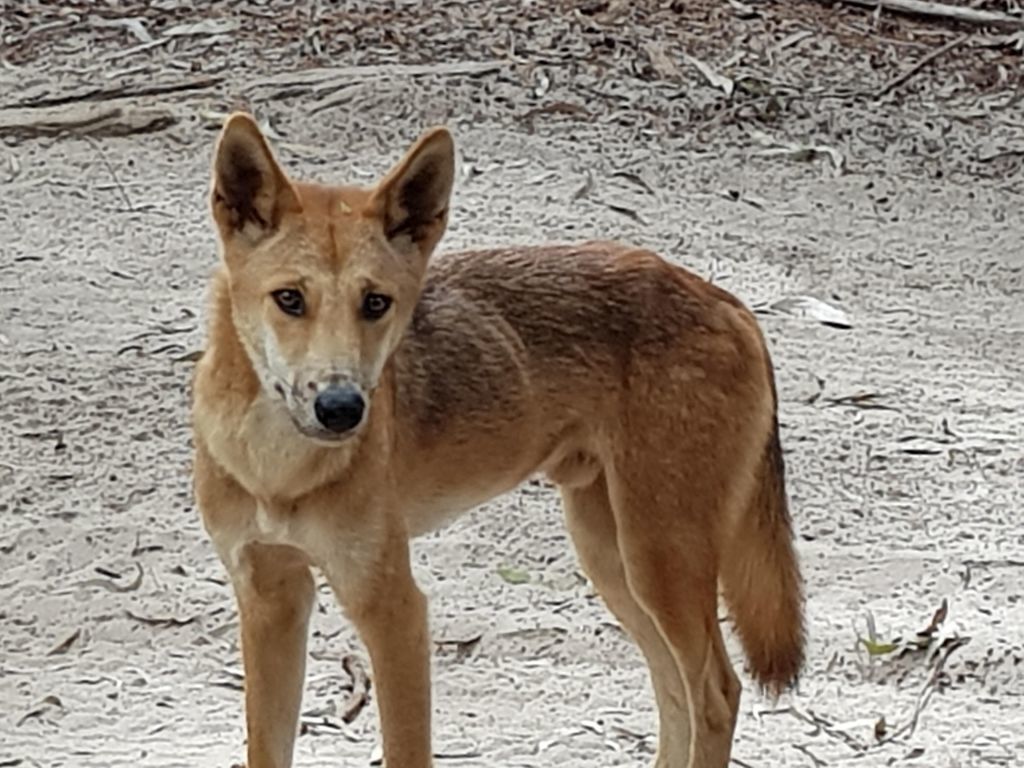 Fraser Island, The Taxi House. Sleeps 9 People