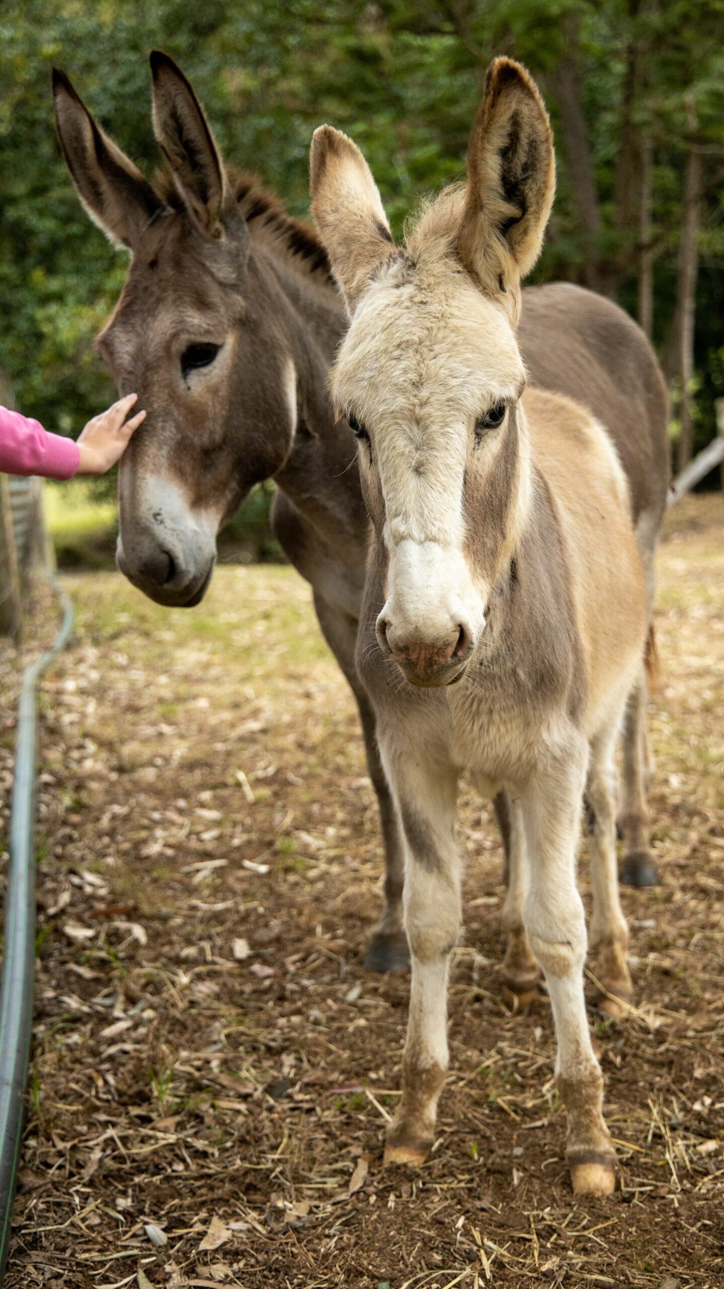 Family Escape, Animal Lovers