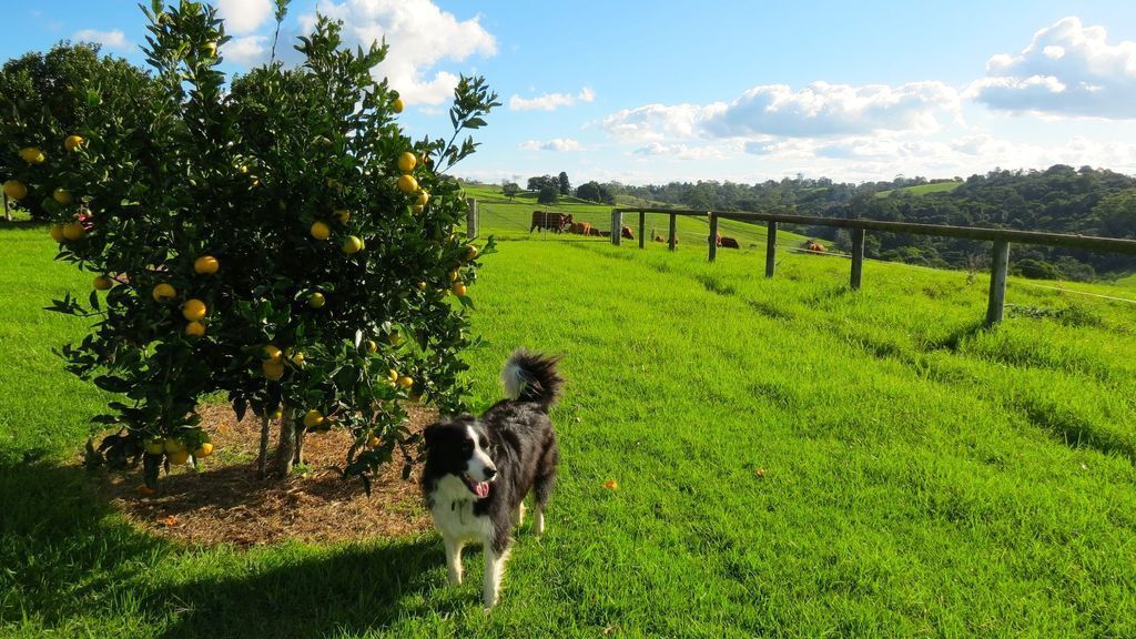 Maleny Springs Farm - Luxurious House on 100 Acres