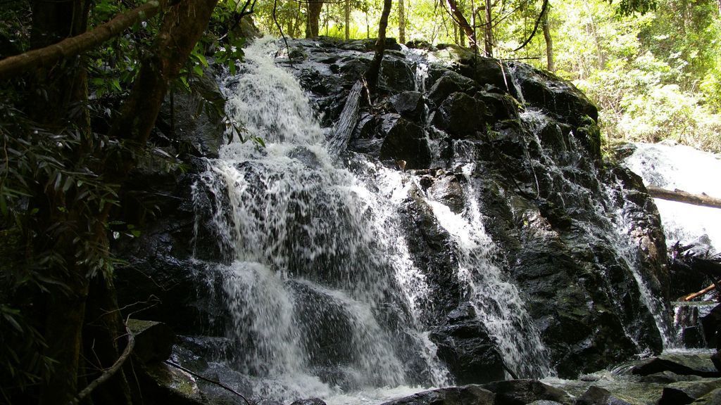 Bowerbird Cabin - Waterfalls, Rainforest, Wildlife, Walk Tracks and Birds