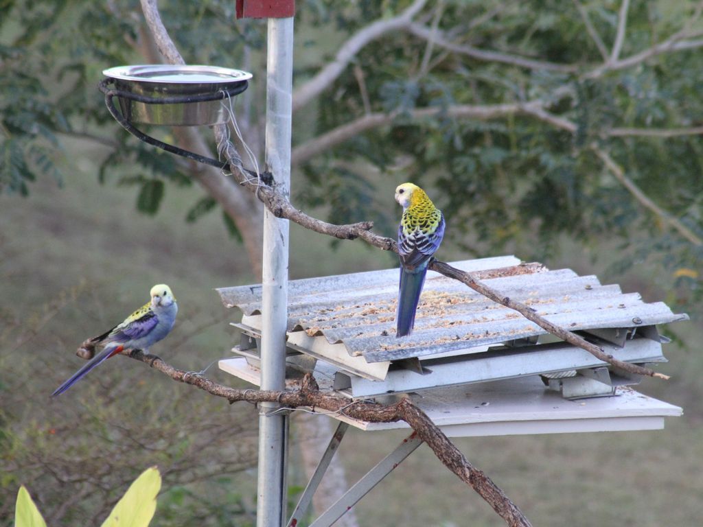 Kookaburra House