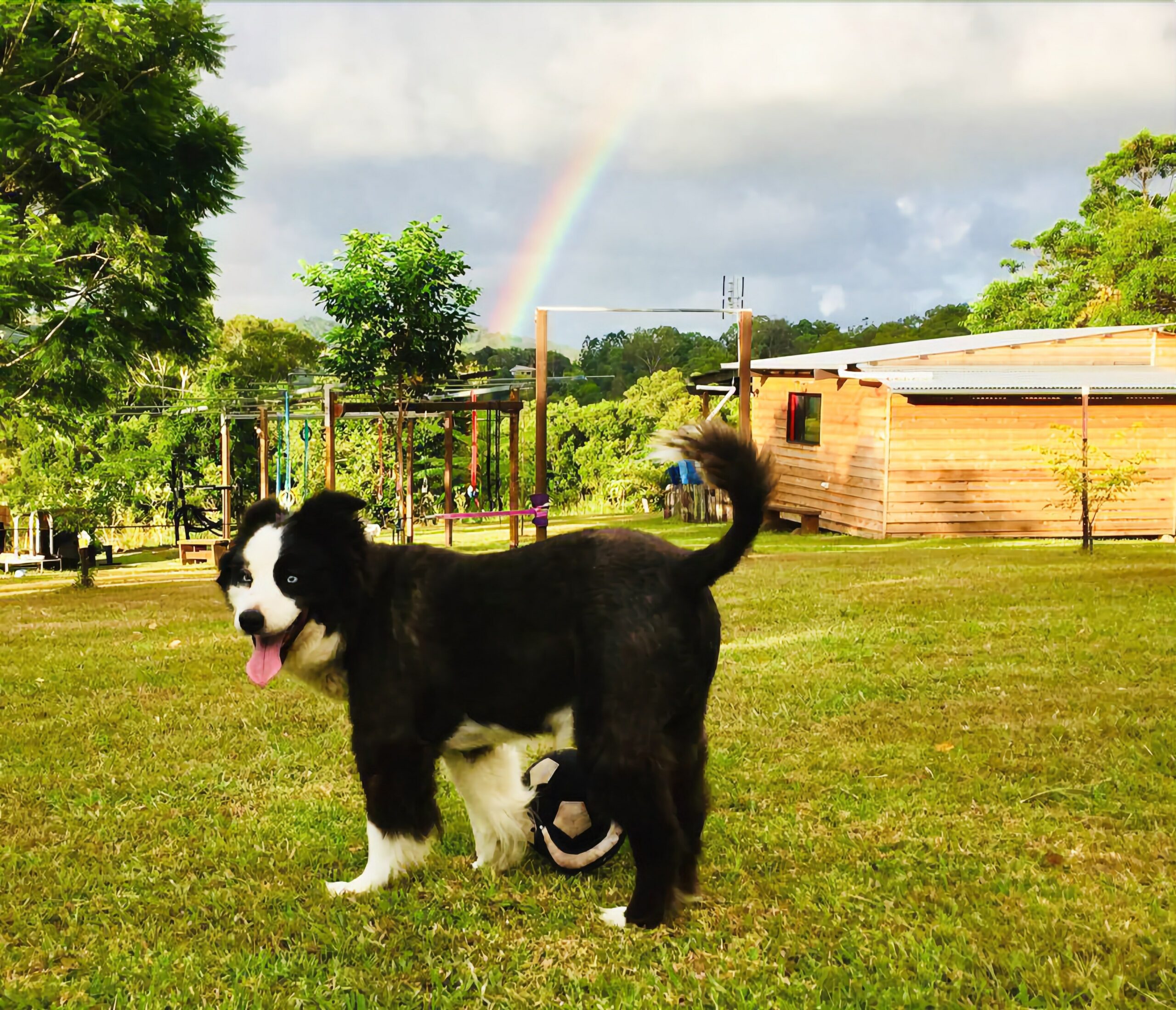 Pet Friendly Timber Gym Cabin