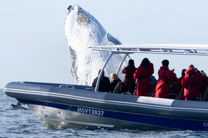 Three-Quarter Day Hervey Bay Premium Whale Watching Cruise