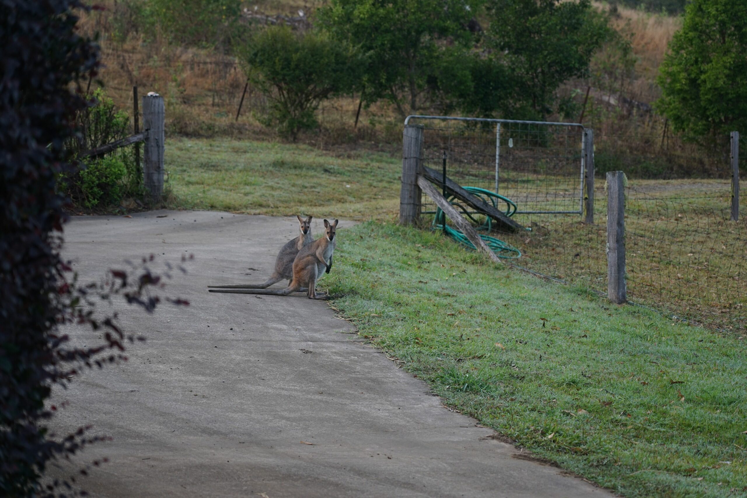 Family Escape, Animal Lovers