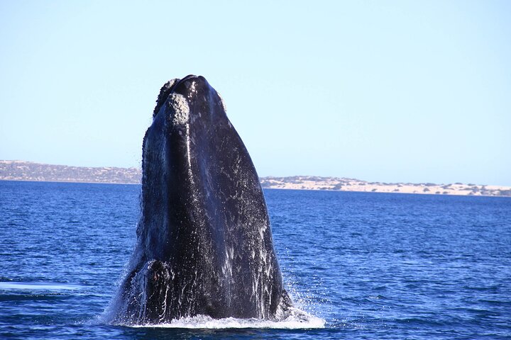 3 Day Whale Watching Tour from Adelaide