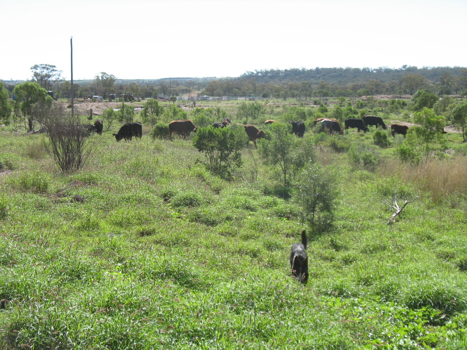 Farm Stay on a Working Cattle Property in South West Queensland