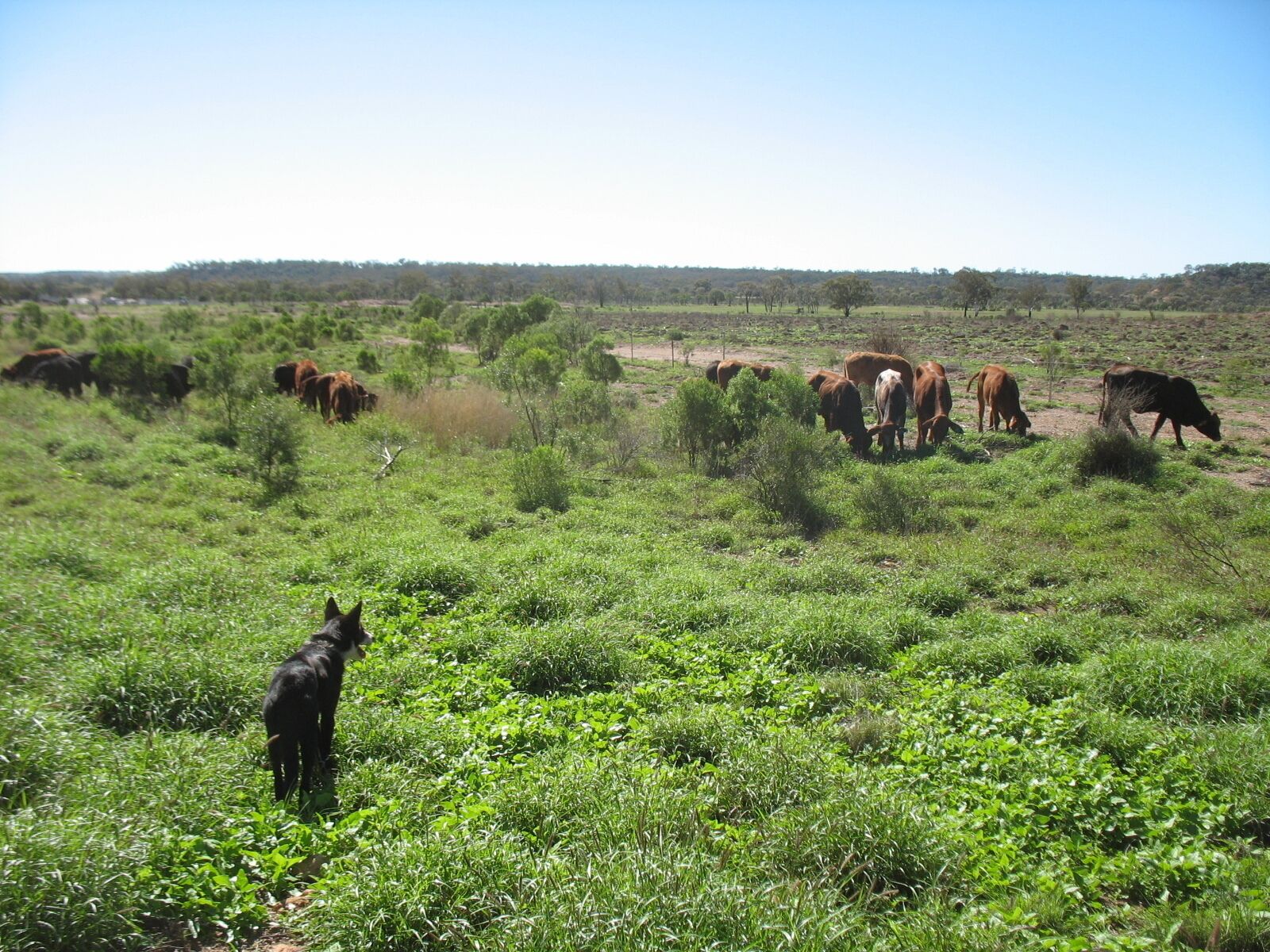 Farm Stay on a Working Cattle Property in South West Queensland