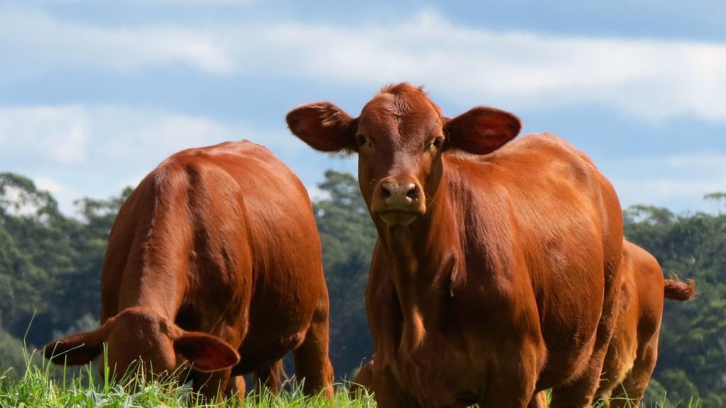 Maleny Springs Farm - Luxurious House on 100 Acres