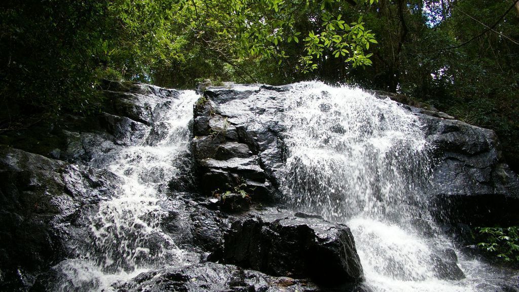 Bowerbird Cabin - Waterfalls, Rainforest, Wildlife, Walk Tracks and Birds