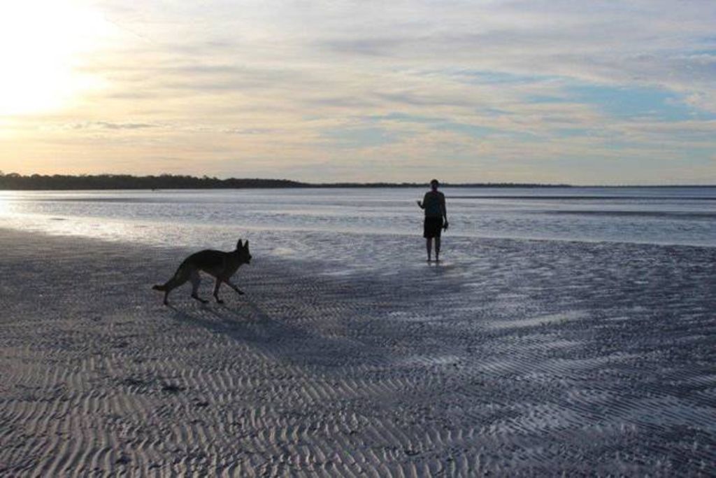 Beach Hound