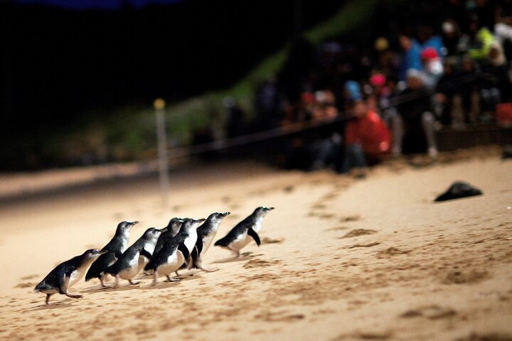 Phillip Island Penguin Parade, Wildlife and Beach Boxes Bus Tour