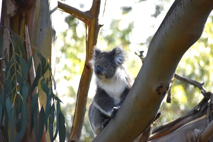 Phillip Island Penguin Parade, Wildlife and Beach Boxes Bus Tour