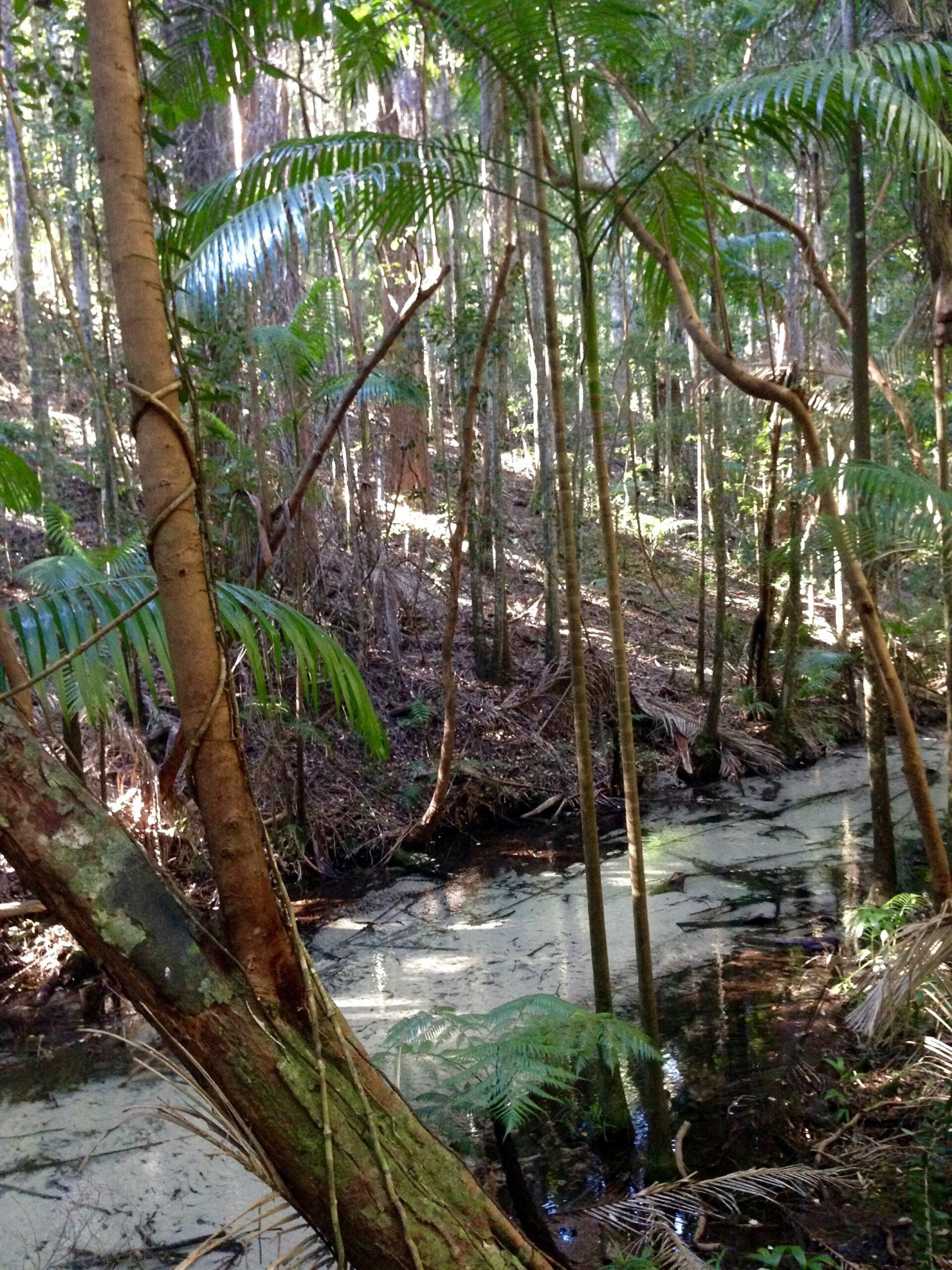 Kokomo at Kingfisher Bay "get There Fast Then Take it Slow!"