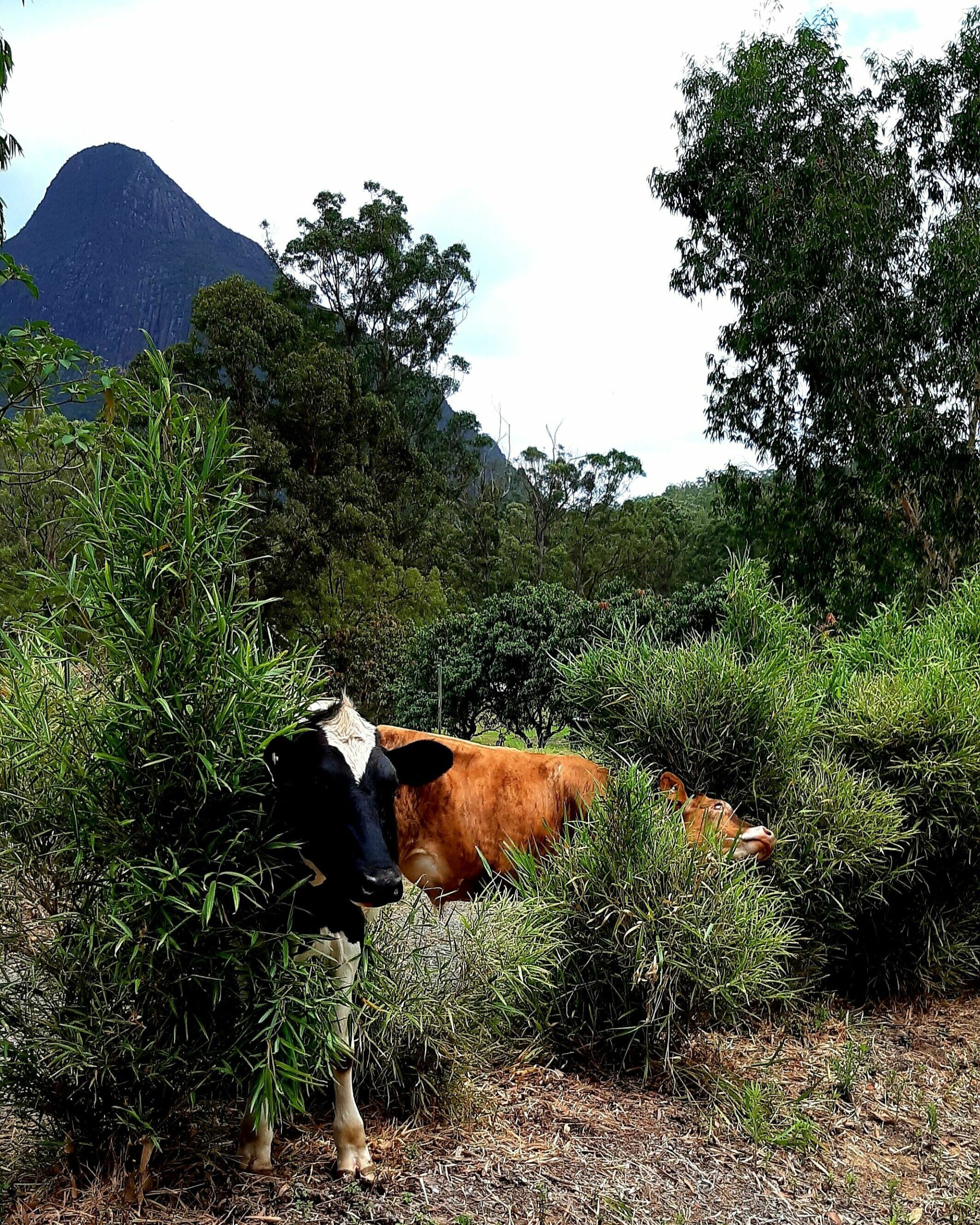 Sunshine Coast Farm Stay