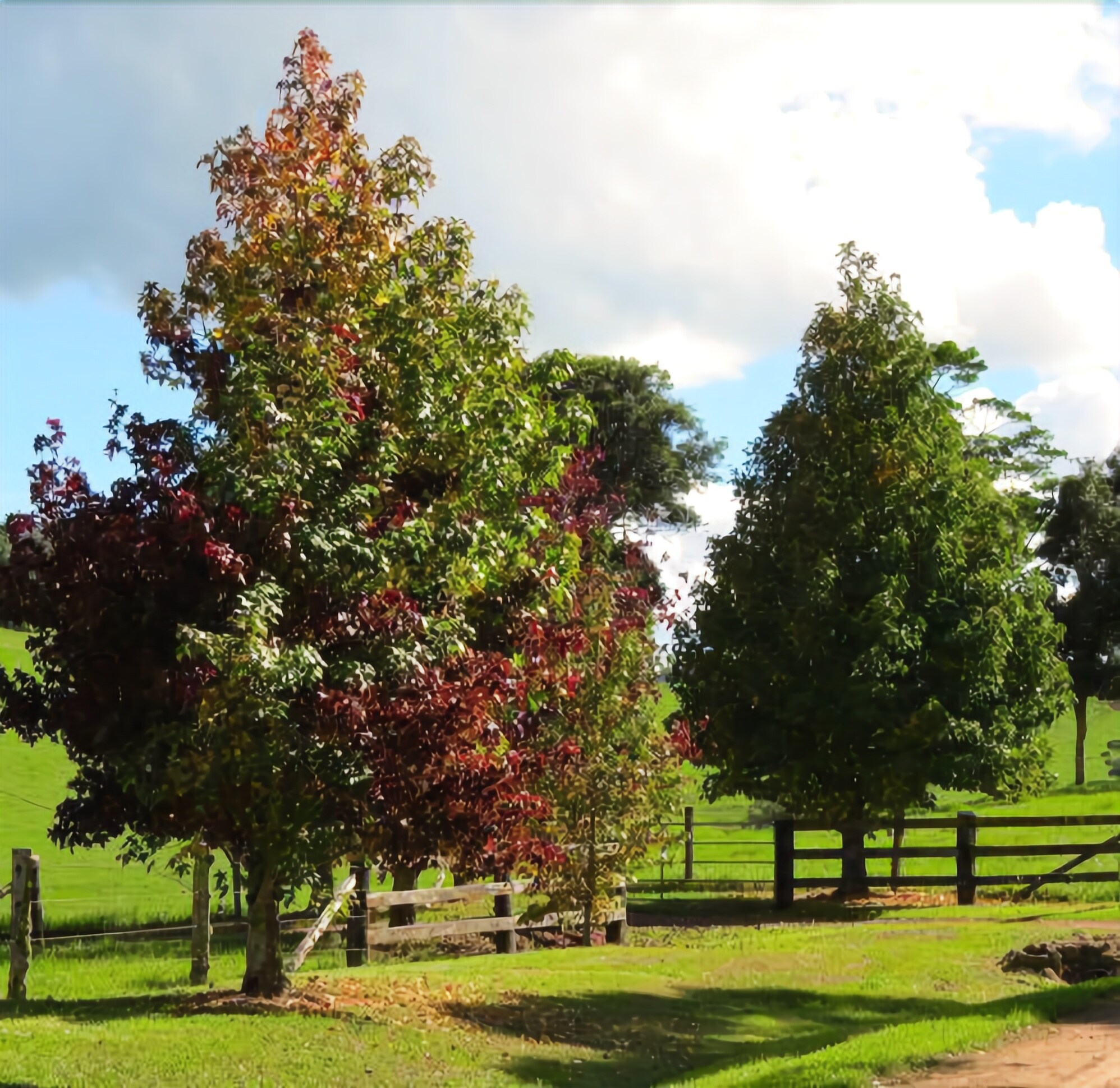 Maleny Springs Farm - Luxurious House on 100 Acres